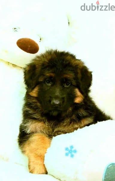 Long-haired German shepherd puppies From Russia 2
