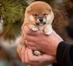 Gorgeous puppy Male Shiba Inu From Russia