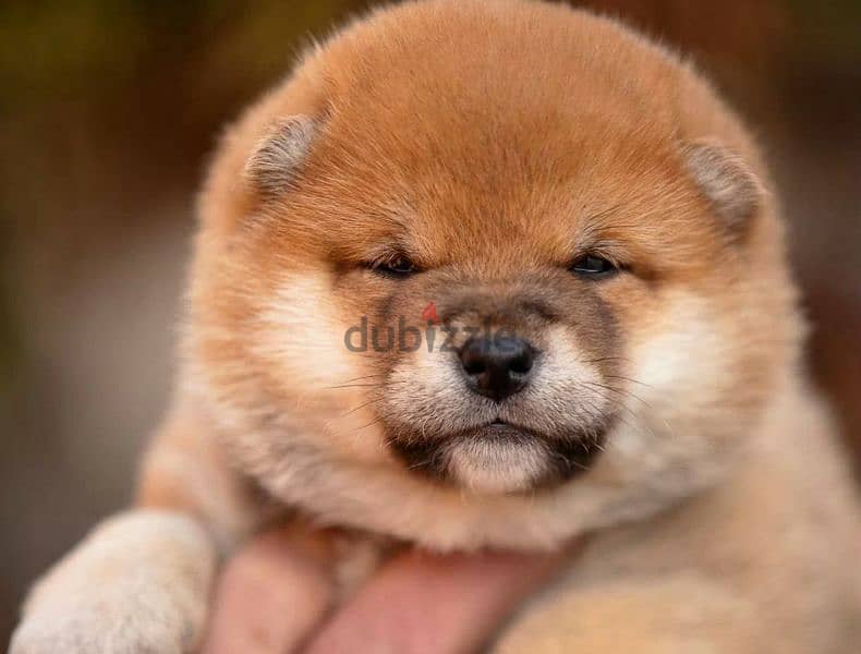 Gorgeous puppy Male Shiba Inu From Russia 1