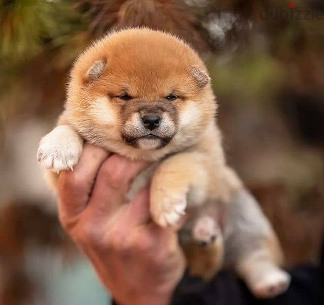 Gorgeous puppy Male Shiba Inu From Russia 2