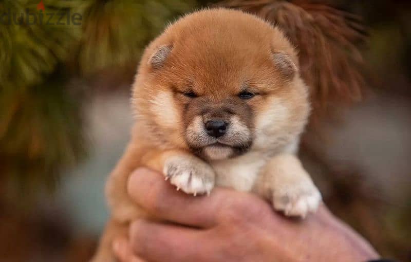 Gorgeous puppy Male Shiba Inu From Russia 3