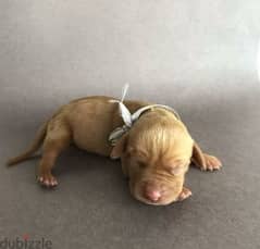 Hungarian Vizsla puppies From Russia 0