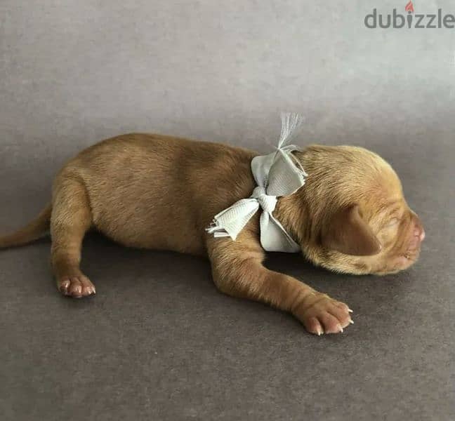 Hungarian Vizsla puppies From Russia 4