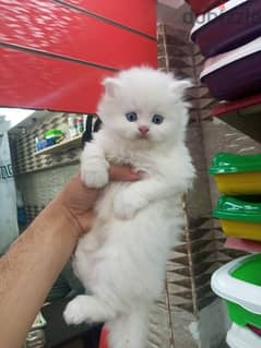 اجمل قطط شيرازي مون فيس ٤٥يوم 0