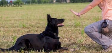 تدريب كلاب Dog training
