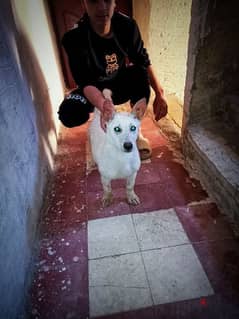كلب هاجين لابرادور علي بيتبول شراشة بالفطرة للتواصل 01204003746