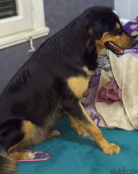 كلب چيرمن شيبرد لونج هير ٨ شهور ذكى وبيحب اللعب للبيع بسبب عدم التفرغ 1