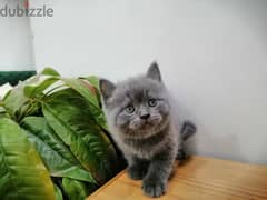 قطه بريتش British shorthair cat