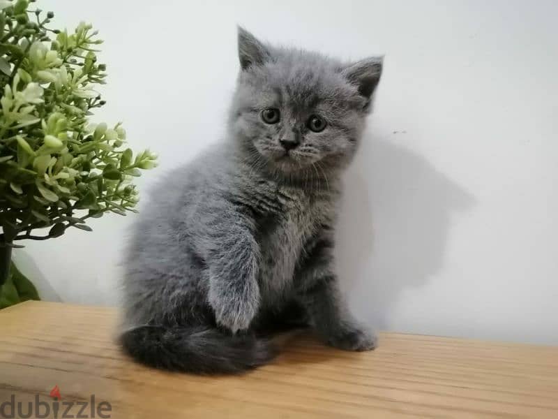 قطه بريتش British shorthair cat 1