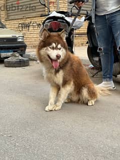 Huge Male Husky Only 10 months 0