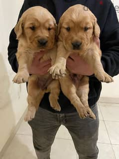 golden puppies 0