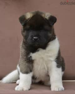 Americak Akita Female Puppy Imported from Europe !!! 0