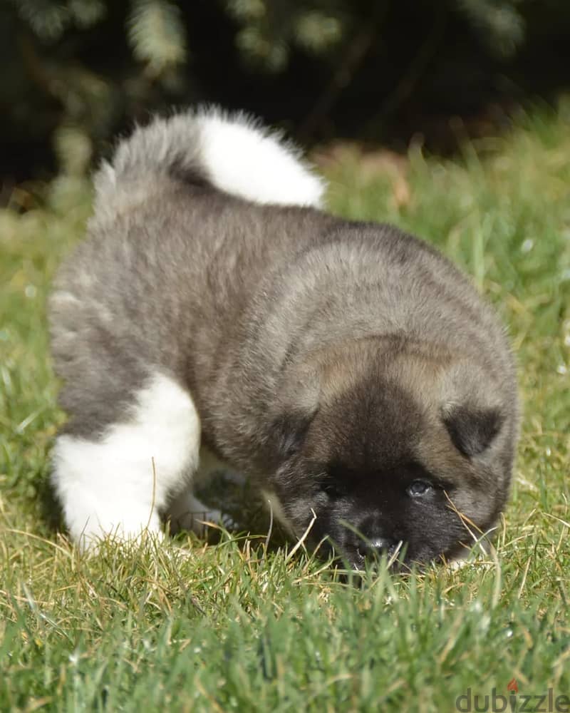 Americak Akita Female Puppy Imported from Europe !!! 1