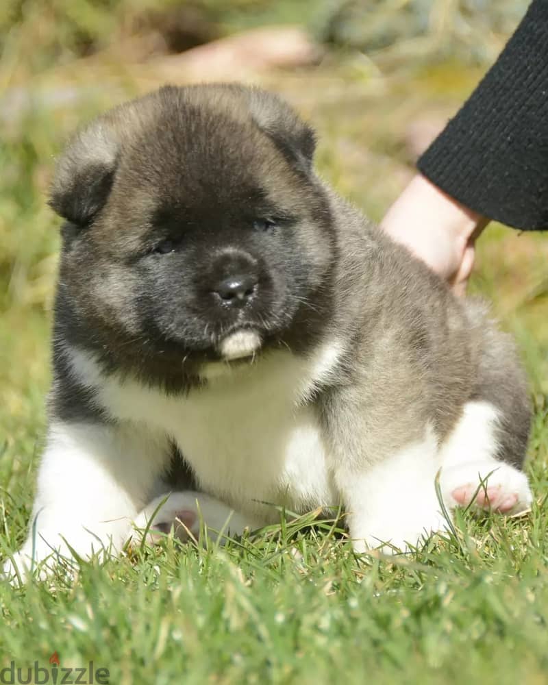 Americak Akita Female Puppy Imported from Europe !!! 2