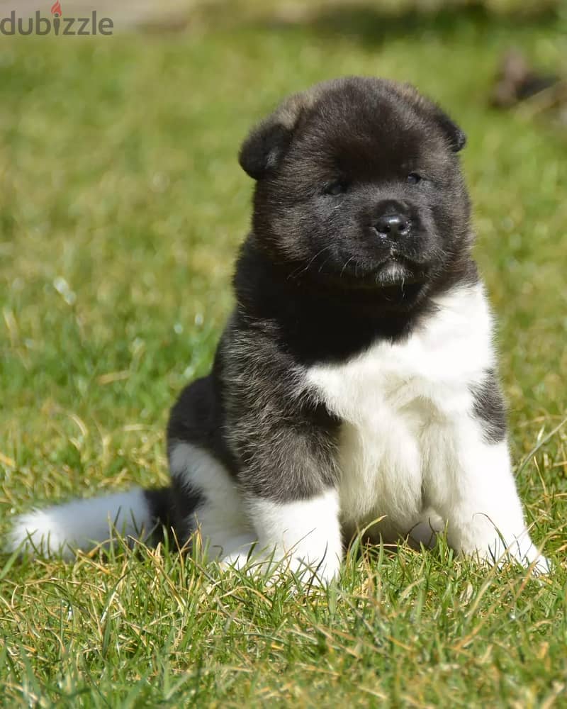 Americak Akita Female Puppy Imported from Europe !!! 3