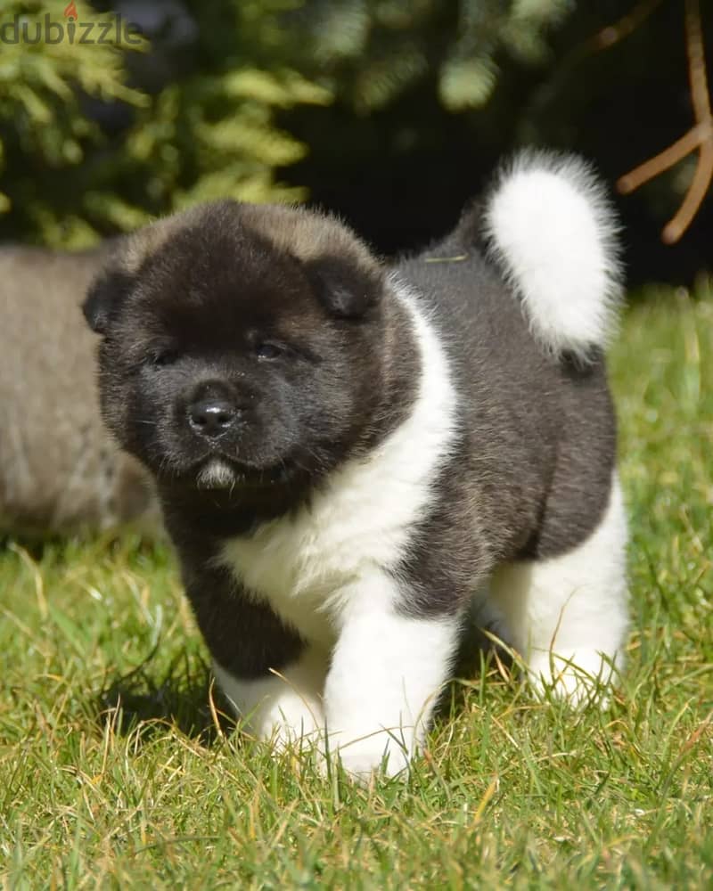 Americak Akita Female Puppy Imported from Europe !!! 4