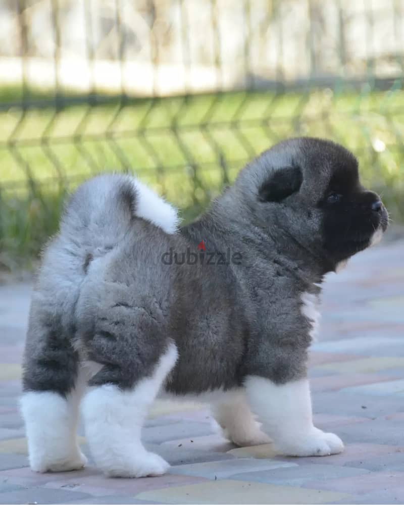 Americak Akita Female Puppy Imported from Europe !!! 5
