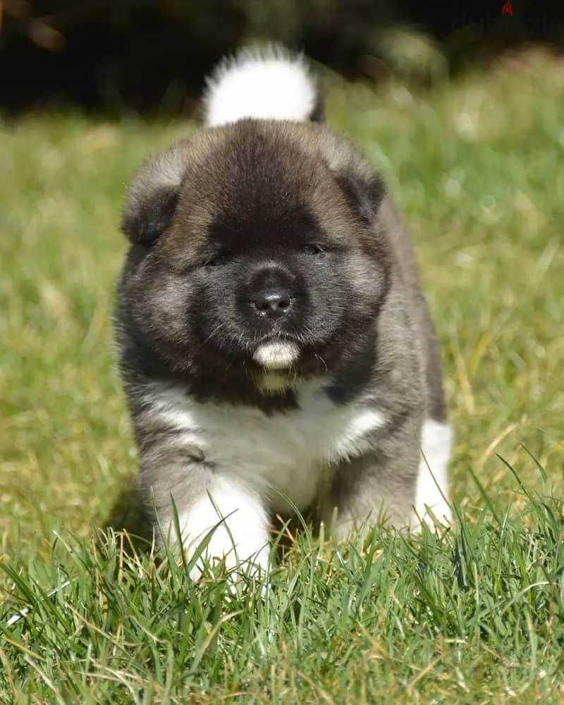 Americak Akita Female Puppy Imported from Europe !!! 6