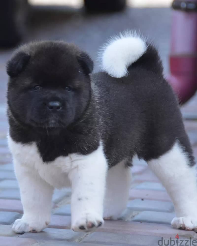 Americak Akita Female Puppy Imported from Europe !!! 7