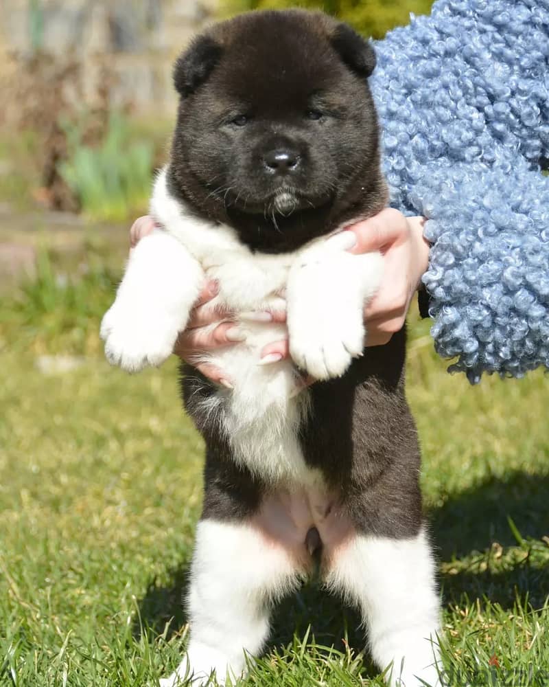 Americak Akita Female Puppy Imported from Europe !!! 8