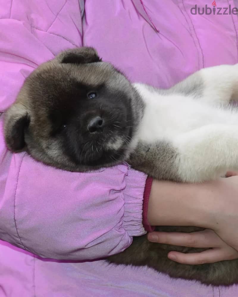 Americak Akita Female Puppy Imported from Europe !!! 9