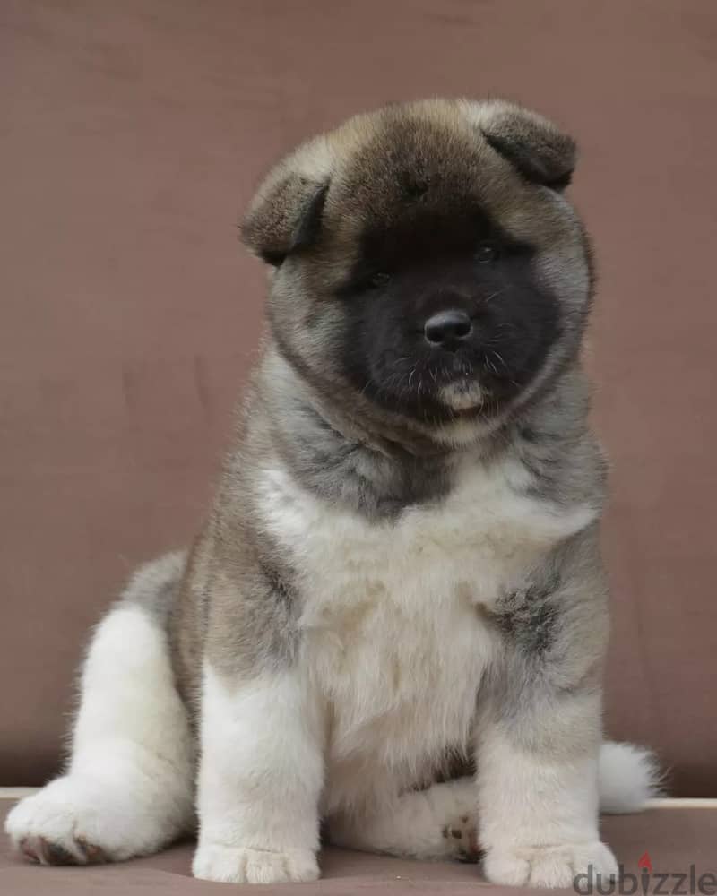 Americak Akita Female Puppy Imported from Europe !!! 10