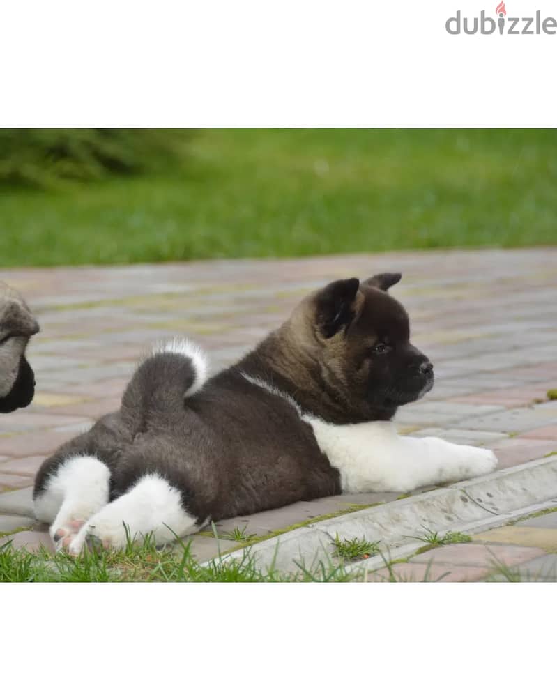 Americak Akita Female Puppy Imported from Europe !!! 11