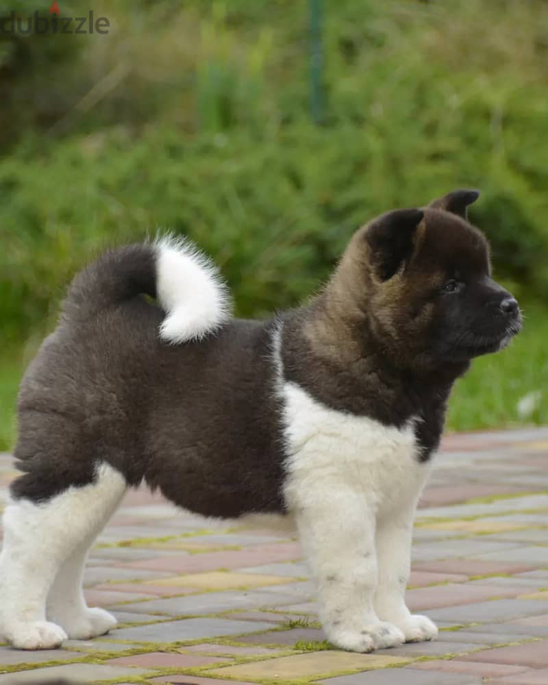 Americak Akita Female Puppy Imported from Europe !!! 12