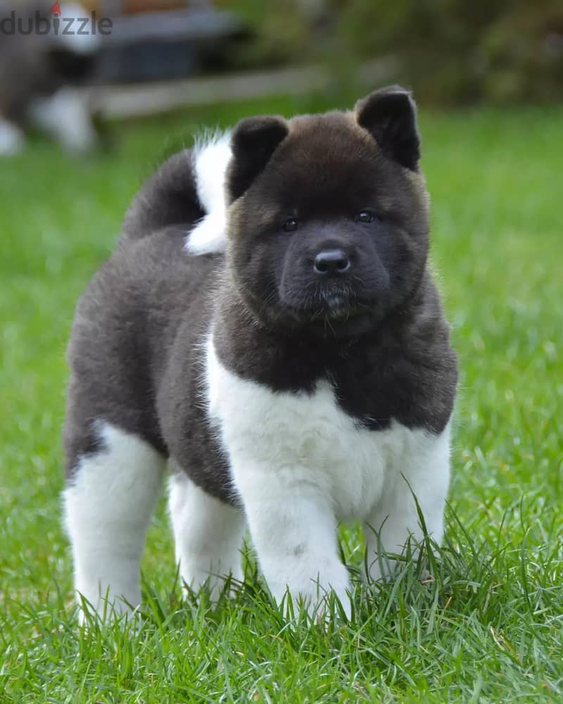 Americak Akita Female Puppy Imported from Europe !!! 13