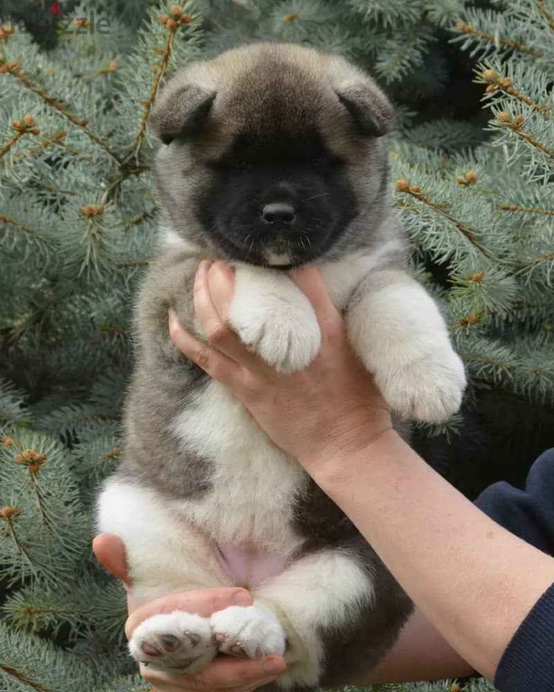 Americak Akita Female Puppy Imported from Europe !!! 14