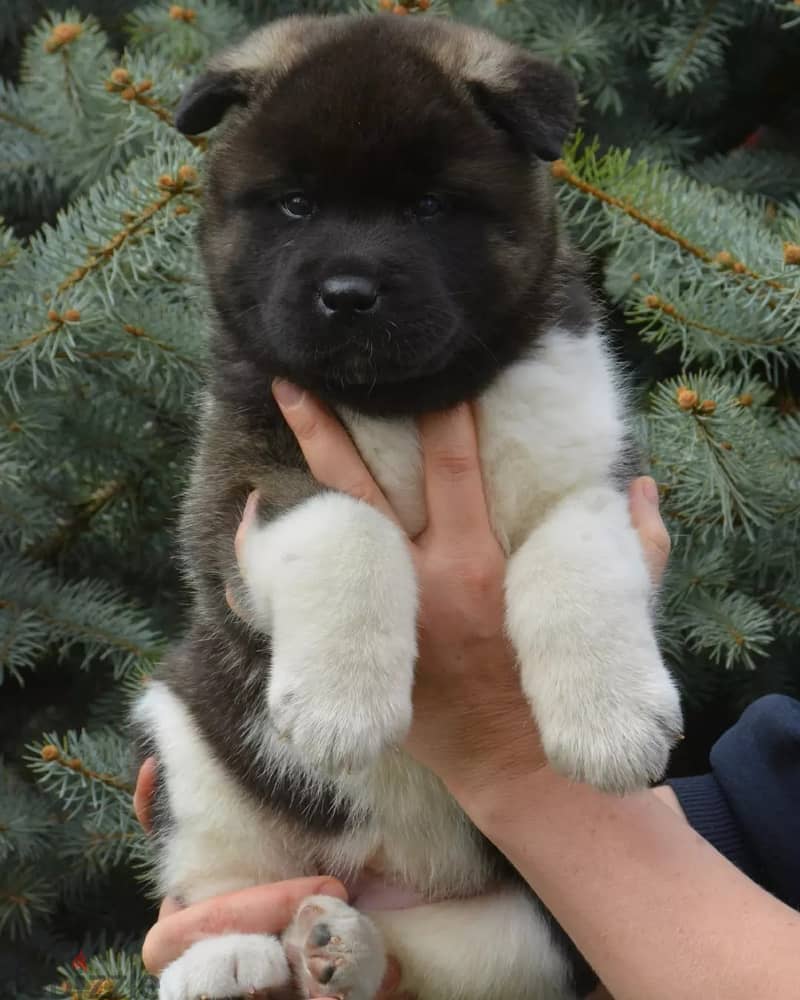 Americak Akita Female Puppy Imported from Europe !!! 15