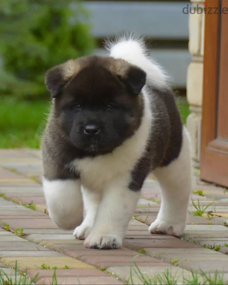 Americak Akita Female Puppy Imported from Europe !!! 17