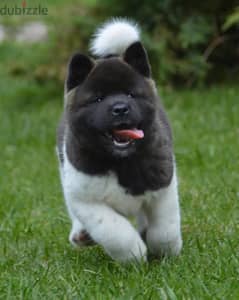Americak Akita Female Puppy Imported from Europe !!!
