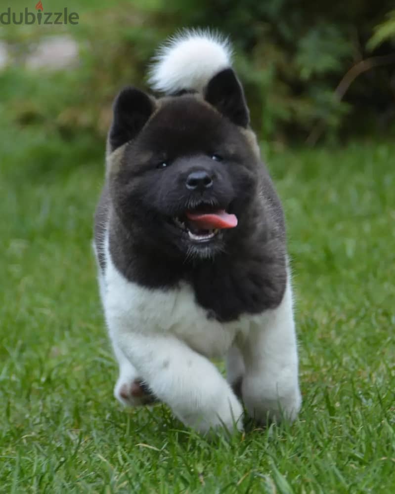 Americak Akita Female Puppy Imported from Europe !!! 18