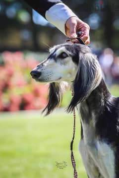 SALUKI PUPPIES IMPORTED FROM EUROPE  !!! 0