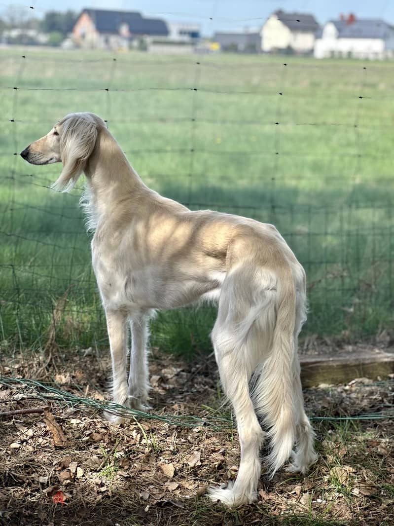 SALUKI PUPPIES IMPORTED FROM EUROPE  !!! 3