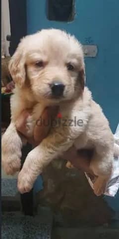 golden retriever puppies male or female
