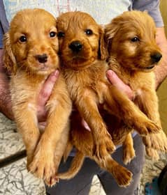 جراوى جولدن بيور ١٠٠ × ١٠٠ Pure Golden Puppies