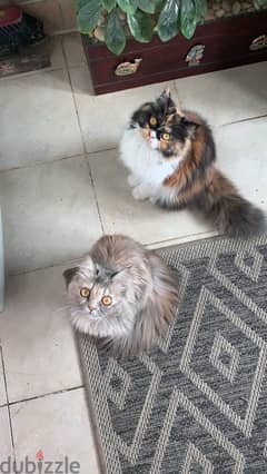 قطتين إناث للتبني Two female cats for adoption