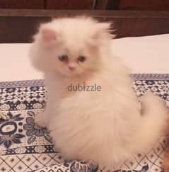Two very kind and lovely pure Persian kitten شيرازي .