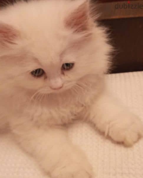Two very kind and lovely pure Persian kitten شيرازي . 1