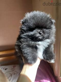 mini Pomeranian puppies available imported parents