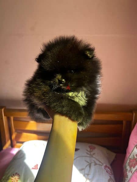 mini Pomeranian puppies available imported parents 1