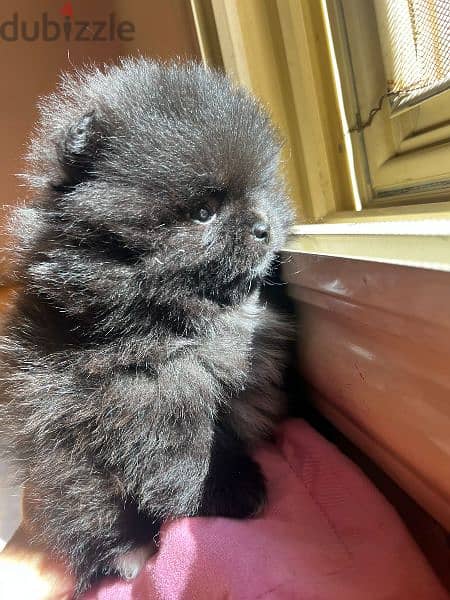 mini Pomeranian puppies available imported parents 2