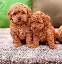 toy poodle 0