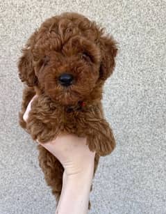 poodle_toy puppy 0