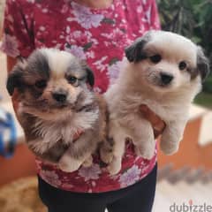 Tibetan spaniel puppies for sale