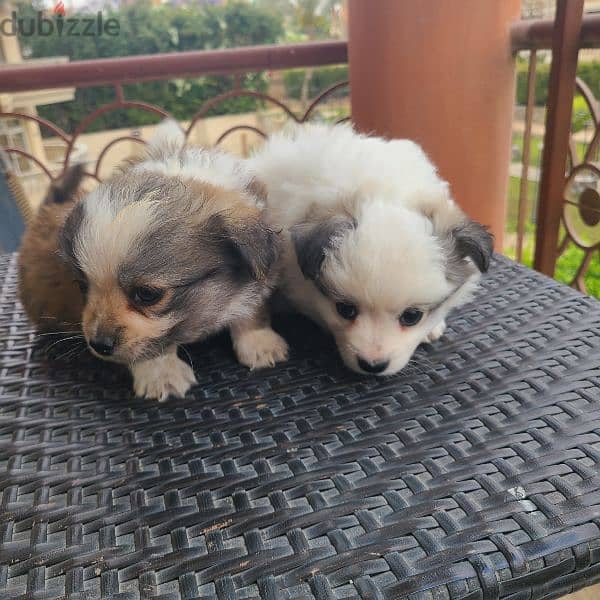 Tibetan spaniel puppies for sale 1