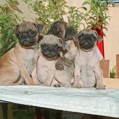 pug puppies mini fully vaccinated and dewormed جراوي ميني بج 0