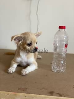 imported chihuahua puppies 2 month old